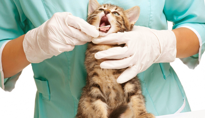 Вакцинация домашних животных