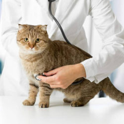 Ветеринарный врач для кошек