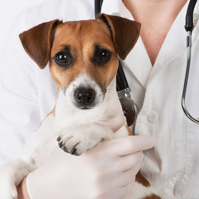 Ветеринарный врач для собак в Москве