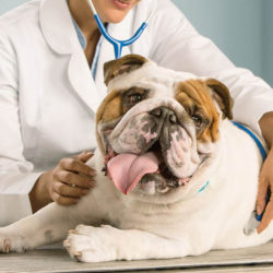 Ветеринарный врач-онколог