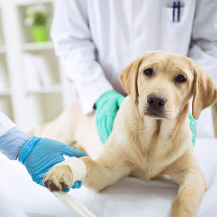 Ветеринарный врач-травматолог для домашних животных