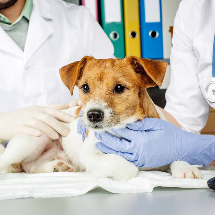 Лечение заболеваний эндокринной системы у домашних животных